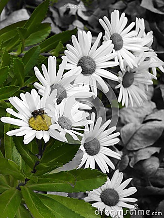 Bee collecting nectar on white Shasta daisy flower Stock Photo