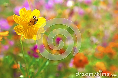 Bee on the yellow flower Stock Photo