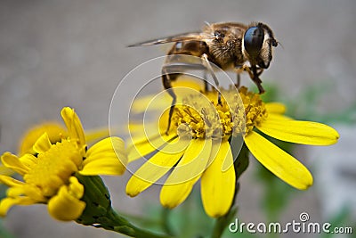 Bee on yellow flower Stock Photo