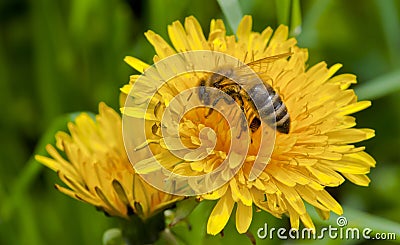 Bee on yellow flower Stock Photo