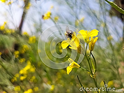 Bee on yellow flower for contacting honey Stock Photo