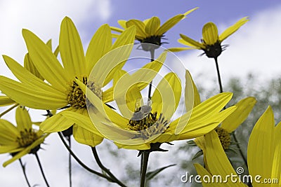 Bee on a yellow flower Stock Photo