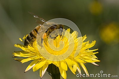 Bee in yellow flower macro Stock Photo