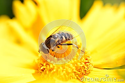 Bee on yellow flower Stock Photo