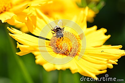 Bee on yellow flower Stock Photo