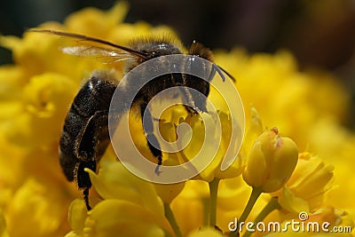 Bee on a yellow flower Stock Photo