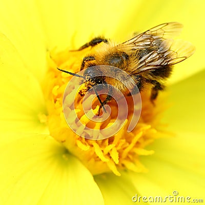 Bee on yellow georgina flower Stock Photo