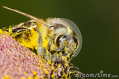 Bee in yellow pollen collecting honey. Stock Photo