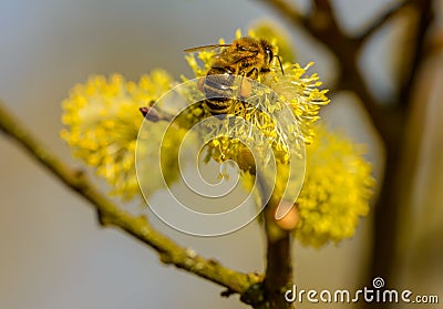 Bee on yellow willow pussy catkins Stock Photo