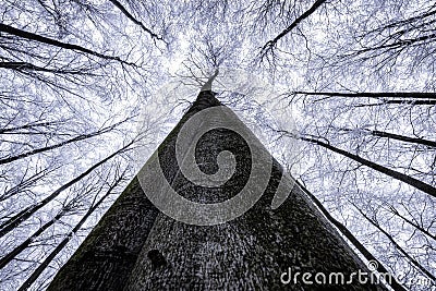 Beech crowns of the tree Stock Photo