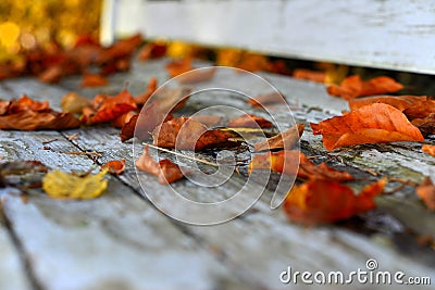 Beech foliage on an old white wooden bench Stock Photo