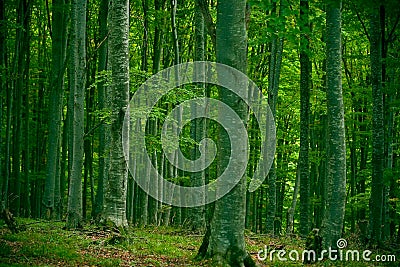 Beech forest Stock Photo