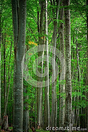 Beech forest Stock Photo