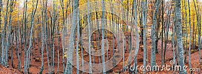 Beech forest in autumn Stock Photo