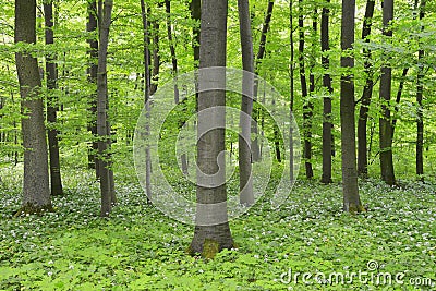 Beech forest Stock Photo