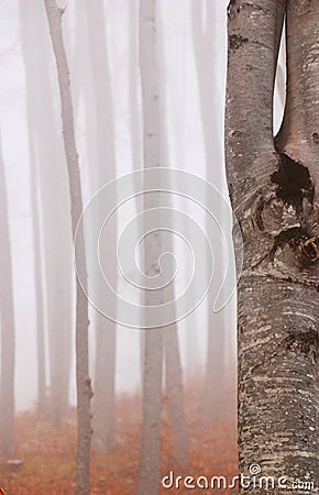 Beech Forest in the Fog Stock Photo