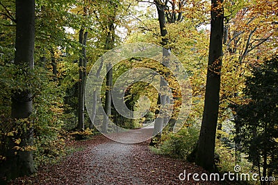 Beech Forests in Autumn Stock Photo