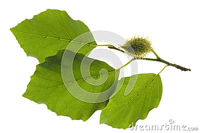 Beech leaf Stock Photo