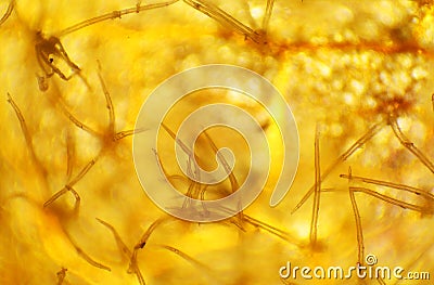 Beech leaf under the microscope Stock Photo