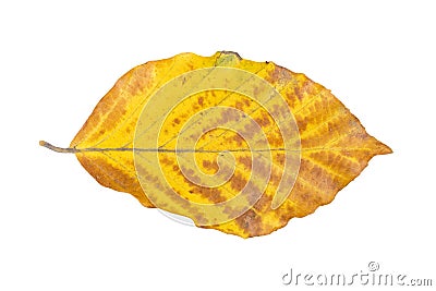 Beech leaf on a white background Stock Photo