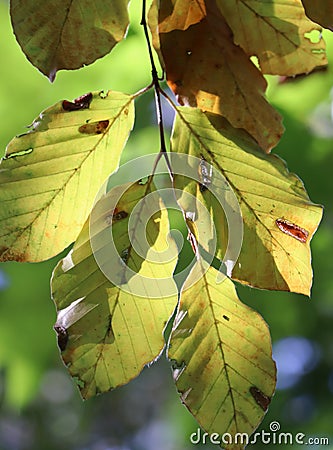 Beech leaves color during the fall Stock Photo