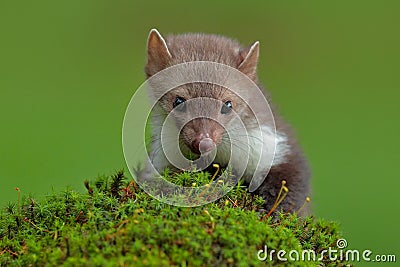 Beech marten, Martes foina, with clear green background. Stone marten, detail portrait of forest animal. Small predator sitting on Stock Photo
