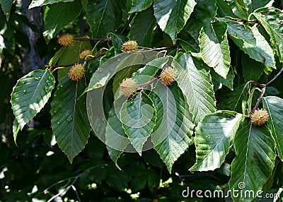 Beech Nuts Stock Photo