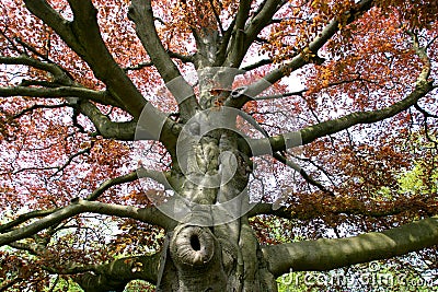 Beech tree Stock Photo