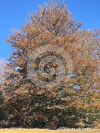 Beech tree Stock Photo