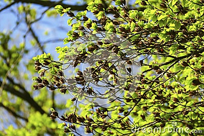 Beech tree with beechnut shells and serrated sheets in the spring Stock Photo