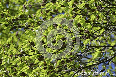 Beech tree with beechnut shells and serrated sheets in the spring Stock Photo