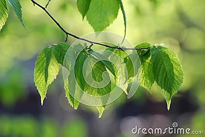 Beech Tree Branch in Summer Stock Photo