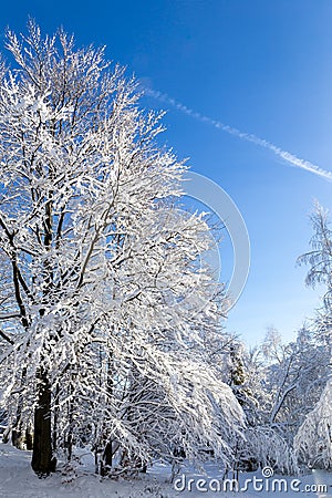 Beech tree (Fagus) in deciduous forest, covered in white snow in winter, Hala Slowianka, Beskid Mountains, Poland Stock Photo