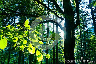 Beech tree forest Stock Photo