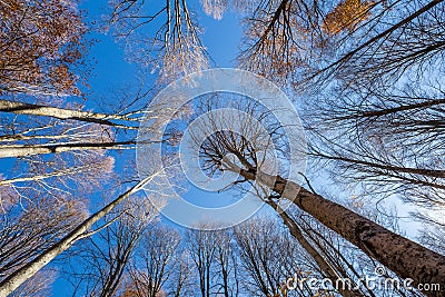 Beech trees ascending up to the blue sky Stock Photo