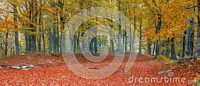 Beech trees Stock Photo