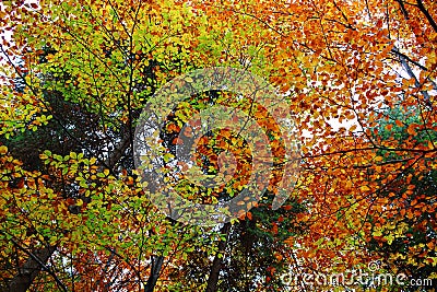 Beech trees fall foliage different shades of natural colors Stock Photo