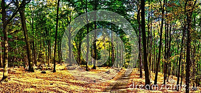 Beech trees forest/woodland with gravel road at autumn afternoon daylight Stock Photo