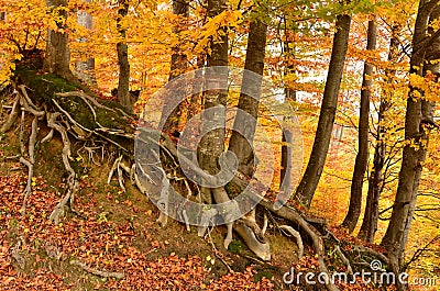 Beech trees roots exposed in the air. Golden autumn scene Stock Photo