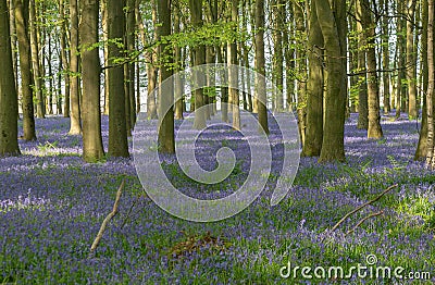 Beech Woodland and Bluebells Stock Photo