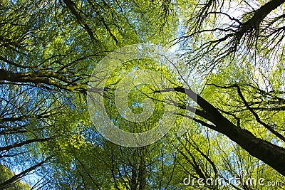 Beech Woodland canopy in springtime Stock Photo