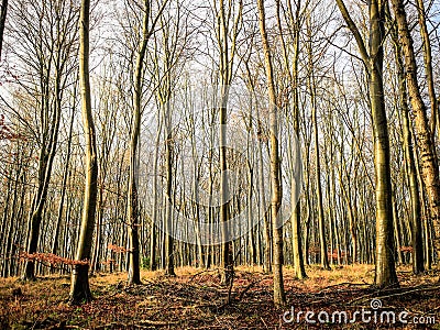 Beech woodland Stock Photo