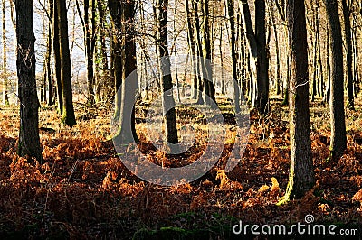 Beech woodland in the Forest of Dean at autumn Stock Photo