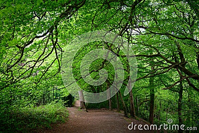 Beech Woodland Scene Stock Photo