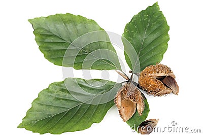 Beechnut Stock Photo