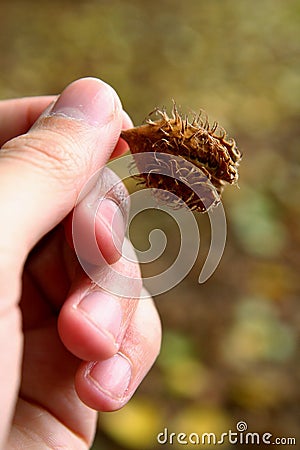 Beechnut in a hand Stock Photo