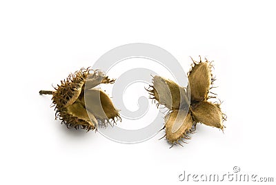 Beechnut seeds Stock Photo