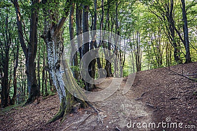 Beechwood in Bieszczady Mountains, Poland Stock Photo