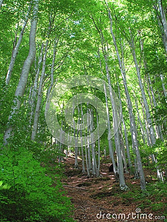 Beechwood forest Stock Photo