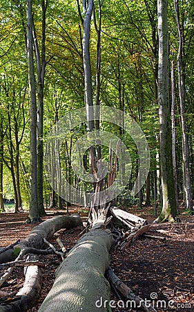 Beechwood forest with fresh green and fallen trees Stock Photo